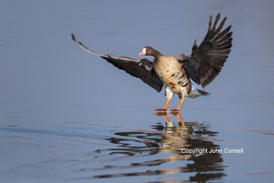 Anser-albifrons;Flying-Bird;Greater-White-fronted-Goose;Landing;Photography;Whit
